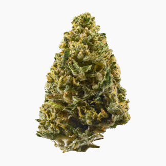 Tahitian Tree GH
